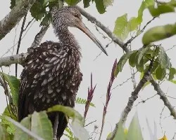 Aramus guarauna