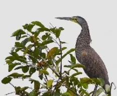 Tigrisoma mexicanum