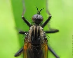 Empis tessellata