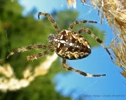 Araneus quadratus