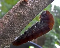 Oruga