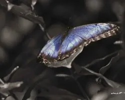 Morphos