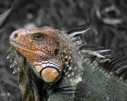 Amblyrhynchus cristatus