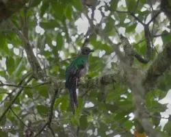 Pharomachrus mocinno