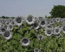 Helianthus annuus