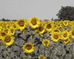 Helianthus annuus