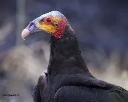 Cathartes burrovianus