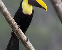 Ramphastos ambiguus