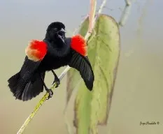 Agelaius phoeniceus