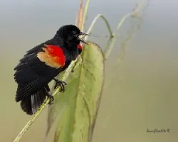 Agelaius phoeniceus