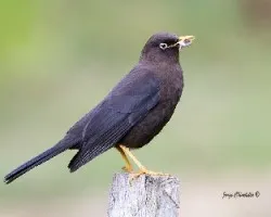 Turdus nigrescens