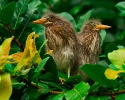 Butorides virescens