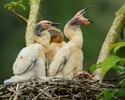 Anhinga anhinga
