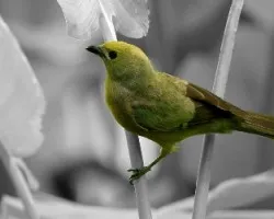 Thraupis palmarum