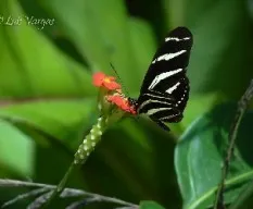 Mariposa
