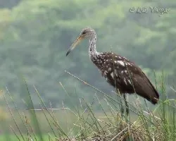 Aramus guarauna