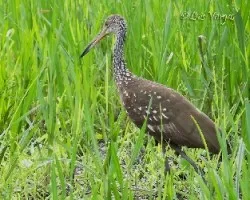Aramus guarauna