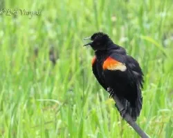 Agelaius phoeniceus