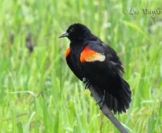 Agelaius phoeniceus