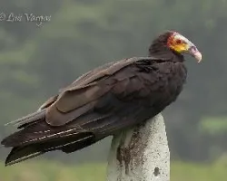 Cathartes burrovianus