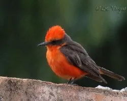 Pyrocephalus rubinus