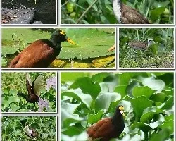 Jacana spinosa