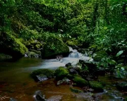 Green and water