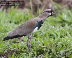 Vanellus chilensis