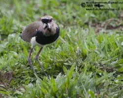 Vanellus chilensis