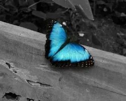 Mariposa bella