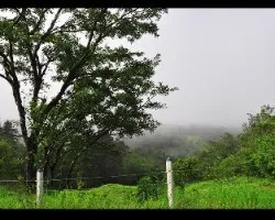 Viene la neblina i
