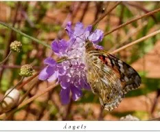 Melitaea phoebe