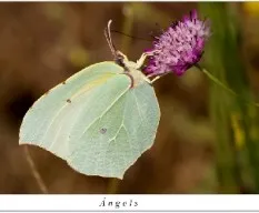 Gonepteryx rhamni macho