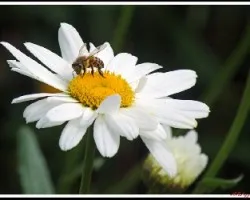 Visitando a margarita