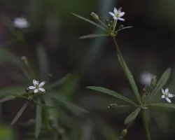 Flores blancas