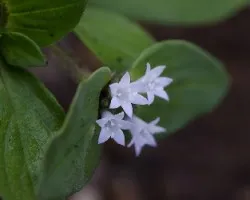 Flores blancas