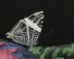 Colobura dirce
