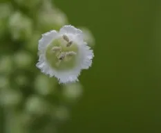 Flor blanca