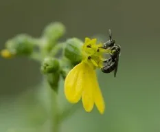 Id?