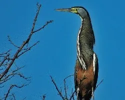 Tigrisoma mexicanum