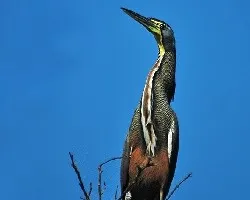 Tigrisoma mexicanum