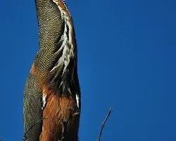 Tigrisoma mexicanum