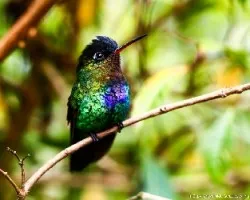 Panterpe insignis