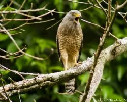 Buteo magnirostris
