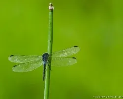 Libelula