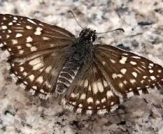 Pyrgus oileus orcus