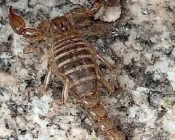 Bothriurus sp.