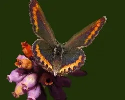 Aricia cramera