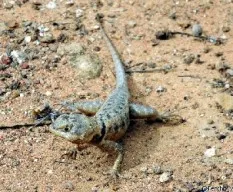 Lagarto