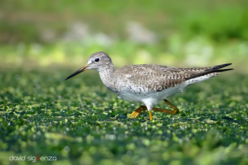 Laguna El Jocotal, San Miguel